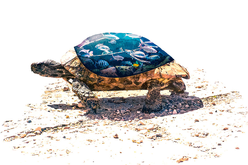 Fotomanipulatie aquarium in schild van schildpad