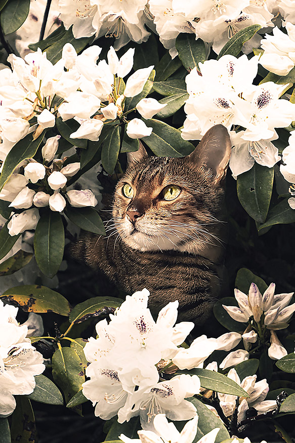 Kat tussen de rododendron