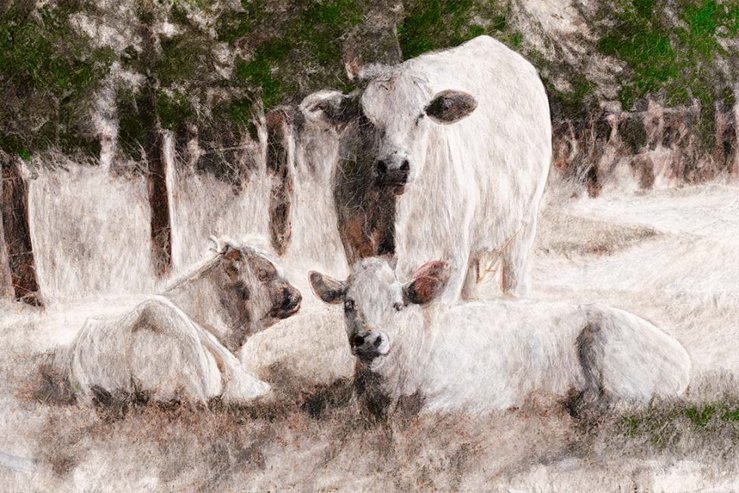 Zomerse weelde met rustende koeien in een vintage kleurenpallet