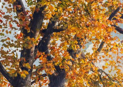 Herfstpracht van de onbegrensde beukenboom