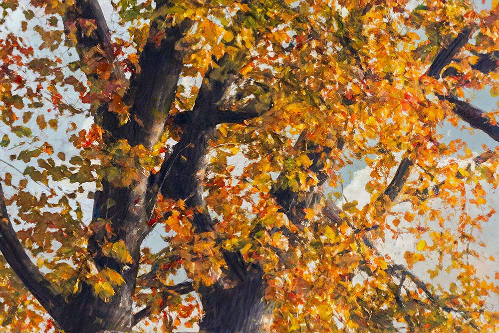 Herfstpracht van de onbegrensde beukenboom
