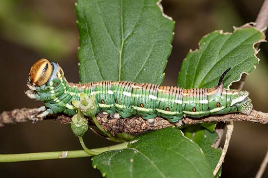 giantrupsoriweb