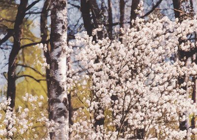Spring Light – Krentenbloesem en berkenstructuur