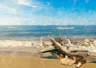 Een kat aan het Zuid-Franse strand
