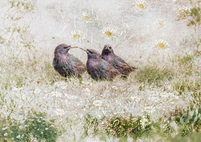 Onderonsje in het gras